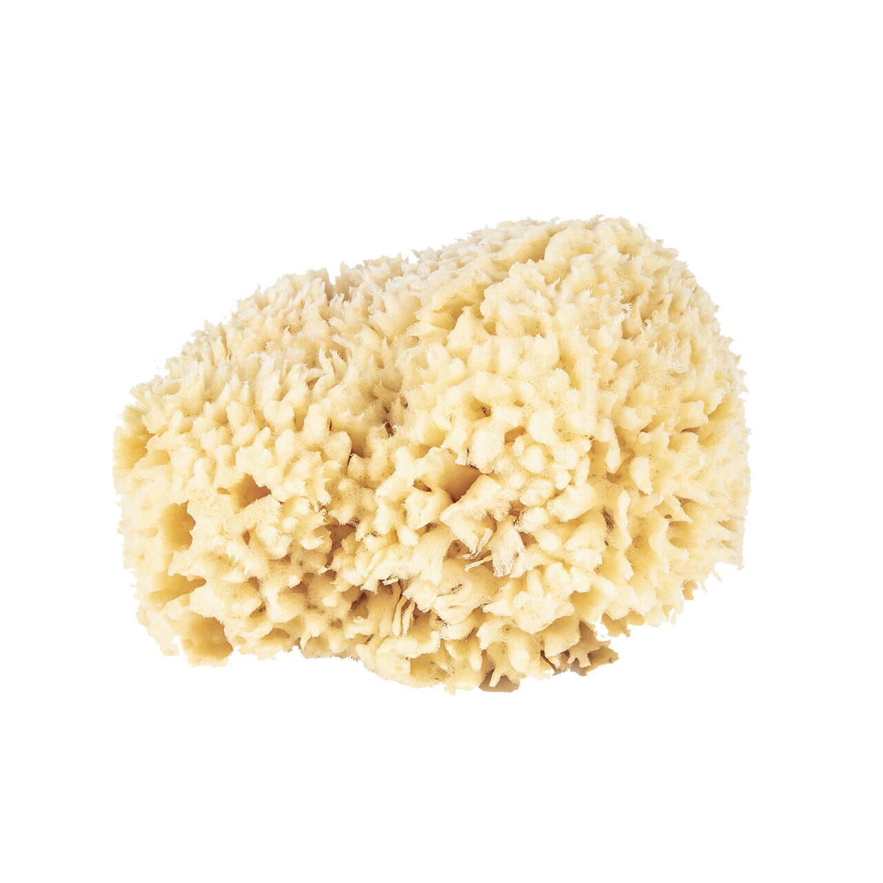 Baudelaire Wool Bath Sponge Sea Sponge Baudelaire