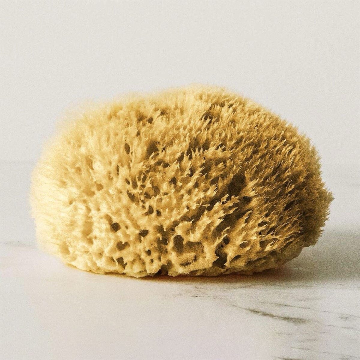Hydrea London Natural Honeycomb Sea Sponge Sea Sponge The Natural Sea Sponge Co 5.5-6