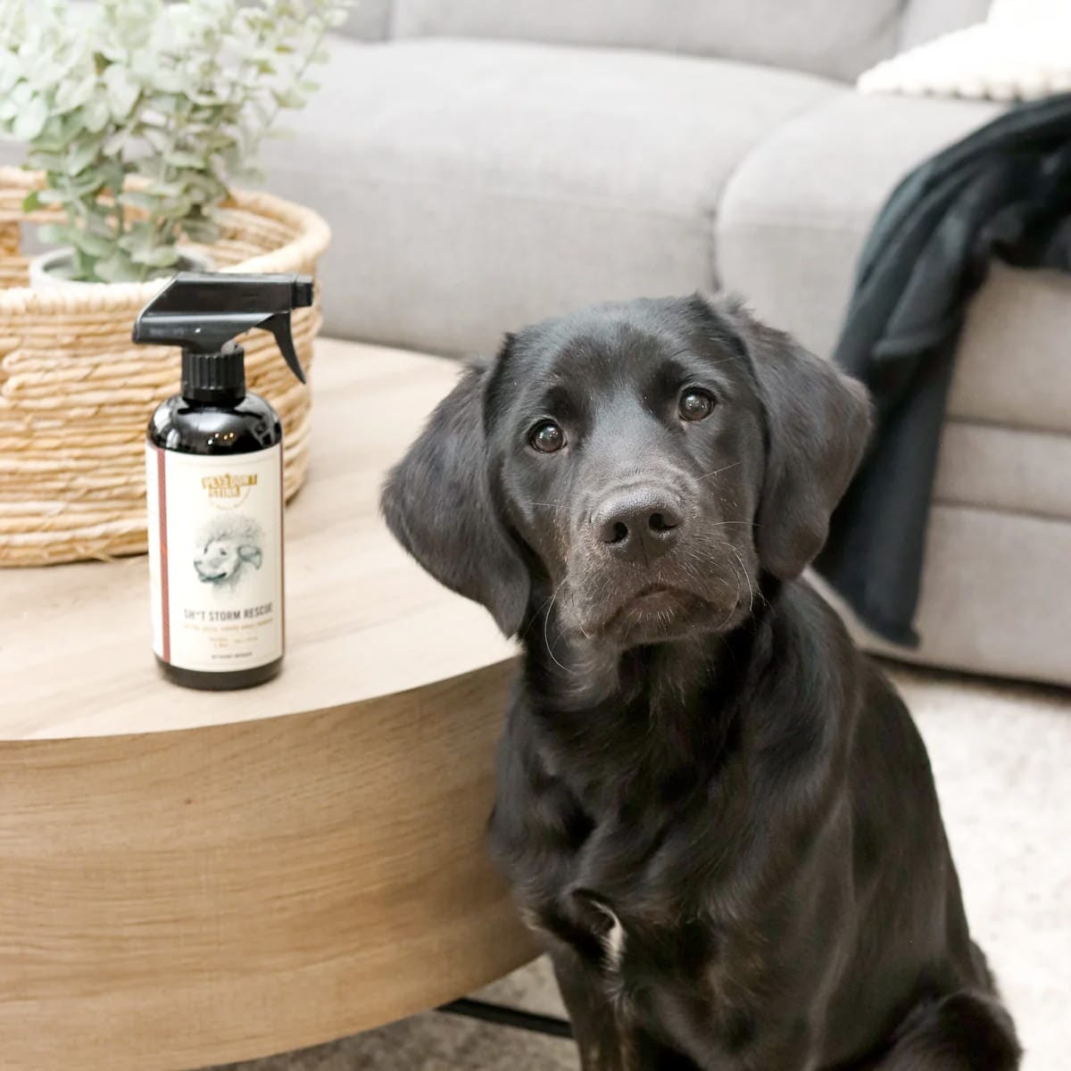 Walton Wood Farm Sh*t Storm Rescue Mess Remover Spray Dog Shampoo Walton Wood Farm