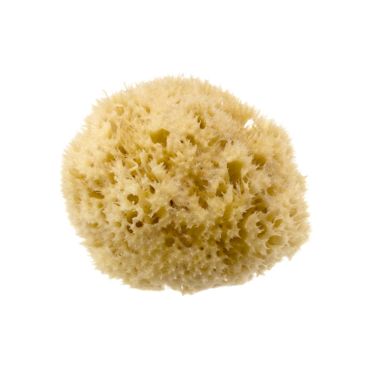 Hydrea London Natural Honeycomb Sea Sponge Sea Sponge The Natural Sea Sponge Co 4-4.5