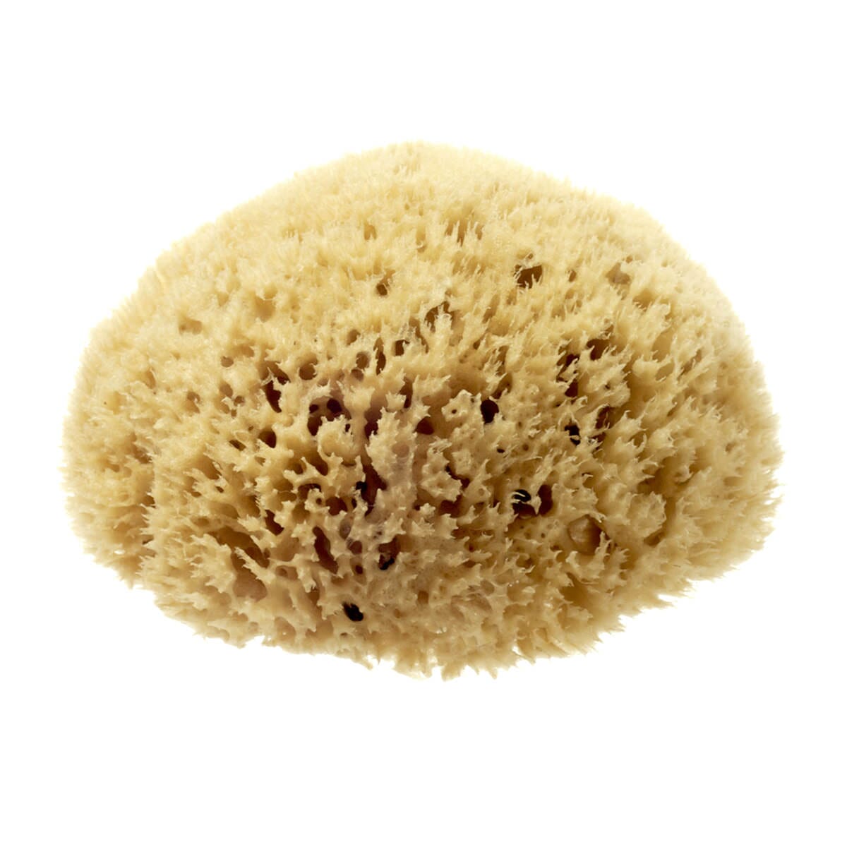 Hydrea London Natural Honeycomb Sea Sponge Sea Sponge The Natural Sea Sponge Co 5-5.5