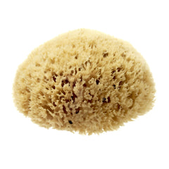 Hydrea London Natural Honeycomb Sea Sponge Sea Sponge The Natural Sea Sponge Co 5-5.5" 