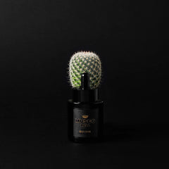 Musgo Real Beard Oil, Black Edition Beard Oil Musgo Real 